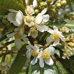 Saurauia montana Flower