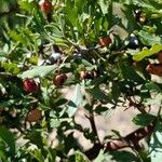 Searsia tripartita Fruit