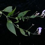 Strobilanthes pentastemonoides Агульны выгляд