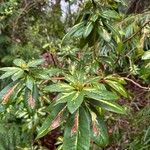 Rhododendron ponticum Leaf