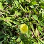 Oenothera laciniata Flower