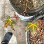 Acer truncatum Leaf