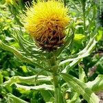 Centaurea macrocephala Hoja