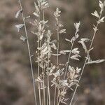 Eragrostis elongata ശീലം