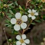 Leptospermum trinerviumBlüte