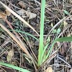 Dierama pulcherrimum Feuille