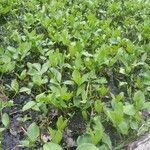 Menyanthes trifoliata List