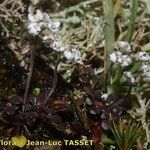 Teesdalia coronopifolia Habit