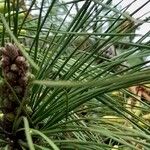 Pinus taeda ഇല