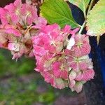 Hydrangea spp.Bloem