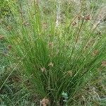 Juncus effususLeaf