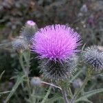 Cirsium vulgare花