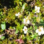 Saxifraga androsacea Cvet