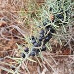 Asparagus horridus Fruit