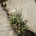 Achillea clavennae Leaf