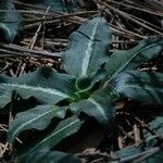 Goodyera oblongifolia عادت