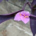Tradescantia pallida Květ