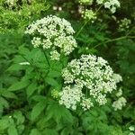 Chaerophyllum aromaticum 花