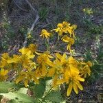 Verbesina alternifolia Cvet