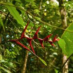 Heliconia farinosa Цвят