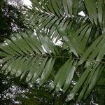 Bactris gracilior 葉