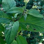 Lysimachia ciliata Ffrwyth