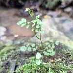 Cardamine graeca Fleur