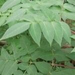 Dahlia imperialis Hoja