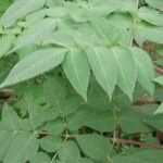 Dahlia imperialis Leaf