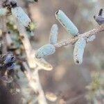 Suaeda vermiculata Blatt