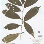 Aniba riparia Лист