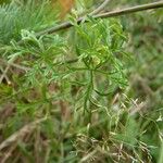 Malva moschata Blad