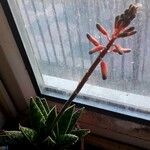 Aloe variegata Květ