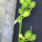 Hagenbachia panamensis Otro