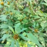 Bidens frondosa 花