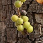 Bridelia cathartica Fruto
