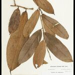 Heteropsis flexuosa Hoja