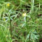 Lotus angustissimus Natur