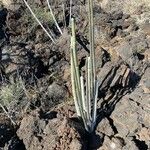 Ceropegia dichotoma Leaf