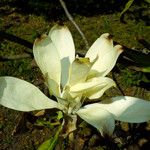 Magnolia tripetala Kvet