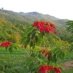 Euphorbia pulcherrima പുഷ്പം