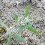 Paronychia arabica ফুল
