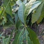 Pachira glabra Folha