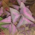 Oxalis triangularis برگ