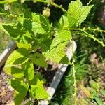 Verbena urticifolia Листок