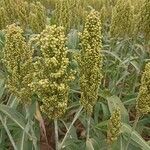 Panicum miliaceum Flower