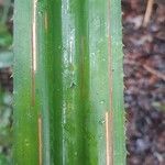 Aechmea magdalenae Leaf