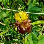 Trifolium badium Flower