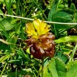 Trifolium badium Çiçek