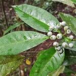 Pavetta bidentata Fruit